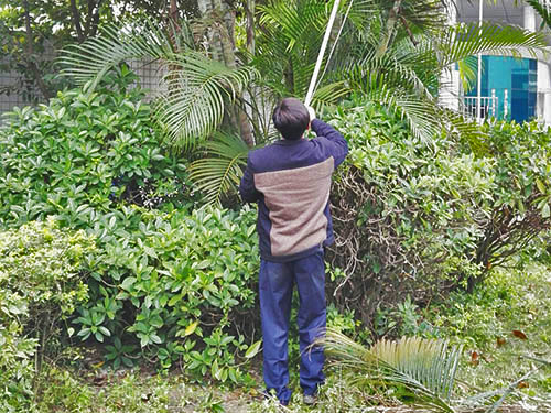 园林绿化养护